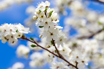 Spring flowers. Branches of blossoming cherry against the blue sky. White flower. Spring background. Cherry blossoms.