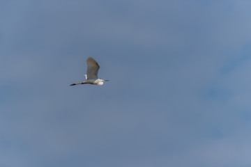 Great White Egret Flying in a Clear Blue Sky in Latvia in Spring