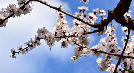 Sakura branch covered with fragrant spring flowers close-up against a blue sky