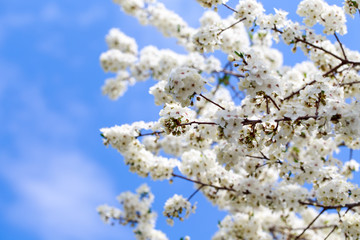 Spring flowers. Branches of blossoming cherry against the blue sky. White flower. Spring background. Cherry blossoms.