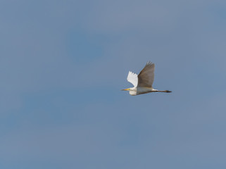 Great White Egret Flying in a Clear Blue Sky in Latvia in Spring