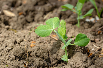 young shoots of peas in the open ground