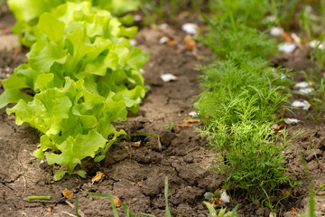 young seedlings of lettuce and dill in the garden
