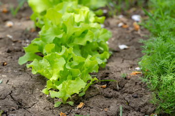 young lettuce seedlings in the garden