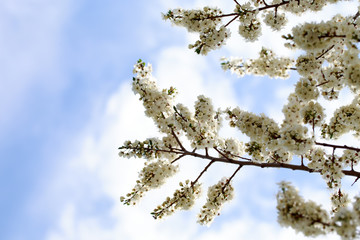 Spring flowers. Branches of blossoming cherry against the blue sky. White flower. Spring background. Cherry blossoms.