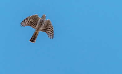 Sparrowhawk Flying in a Clear Blue Sky