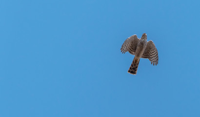 Sparrowhawk Flying in a Clear Blue Sky
