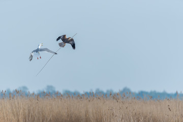 Seagull Chasing a Western Marsh Harrier with a Stick in Wetlands in Latvia in Spring
