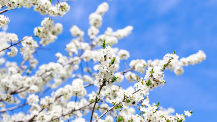 Spring flowers. Branches of blossoming cherry against the blue sky. White flower. Spring background. Cherry blossoms.