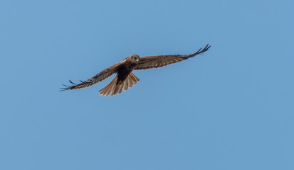 Western Marsh Harrier in Wetlands in Latvia in Spring