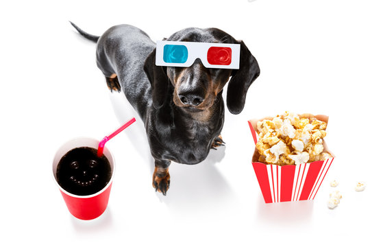 dog to the movies