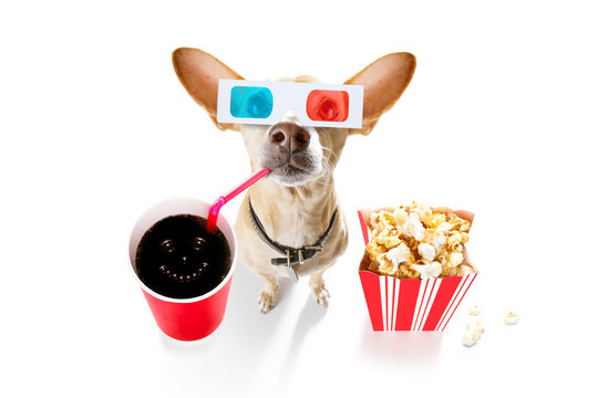 dog to the movies