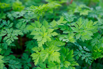 Fresh green grass. Bright spring background of natural greenery. Carved leaves of fresh shoots. Backdrop with copy space