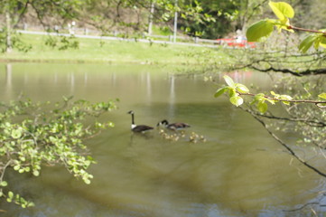 Canada,duck,ende,outside,park,outside,Entenjunge,