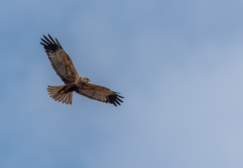 Western Marsh Harrier in Wetlands in Latvia in Spring