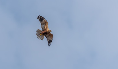 Western Marsh Harrier in Wetlands in Latvia in Spring