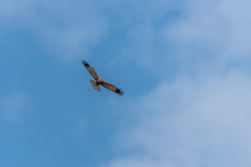 Western Marsh Harrier in Wetlands in Latvia in Spring