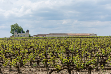 Fototapeta na wymiar Vignoble à Margaux (Médoc, France), près de Bordeaux