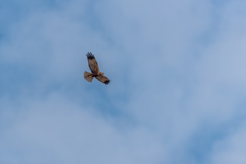 Western Marsh Harrier in Wetlands in Latvia in Spring