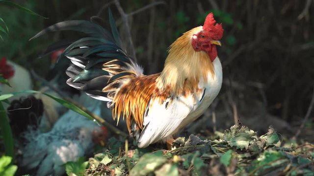 Portrait of beautiful bantam chicken in free range natural farm