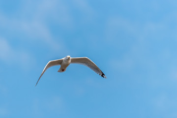 Seagull Flying in a Partly Cloudy Blue Sky