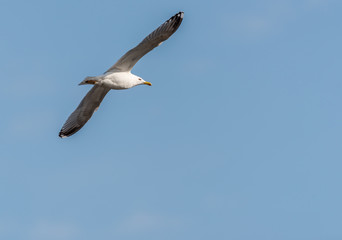 Seagull Flying in a Partly Cloudy Blue Sky