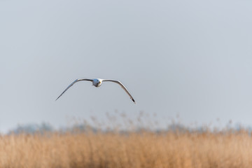 Seagull Flying Over Grasslands in a Partly Cloudy Blue Sky
