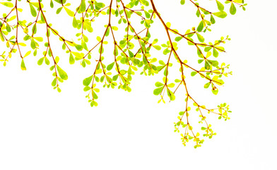 fresh light leave isolated on white background for spring summer concept