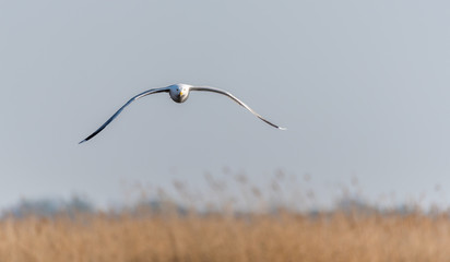 Seagull Flying Over Grasslands in a Partly Cloudy Blue Sky