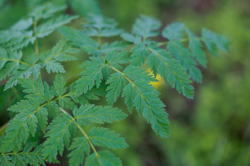 Fresh green grass. Bright spring background of natural greenery. Carved leaves of fresh shoots. Backdrop with copy space