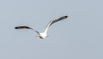 Seagull Flying Over Grasslands in a Partly Cloudy Blue Sky