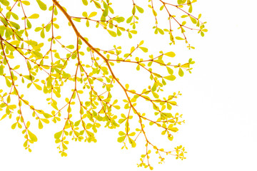 fresh light leave isolated on white background for spring summer concept