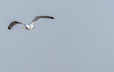 Seagull Flying Over Grasslands in a Partly Cloudy Blue Sky