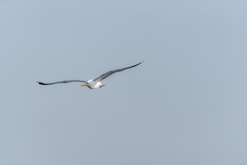 Seagull Flying Over Grasslands in a Partly Cloudy Blue Sky