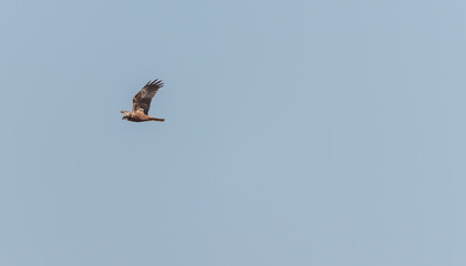 Western Marsh Harrier in Wetlands in Latvia in Spring