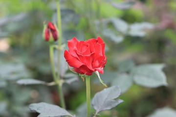 red rose in the garden