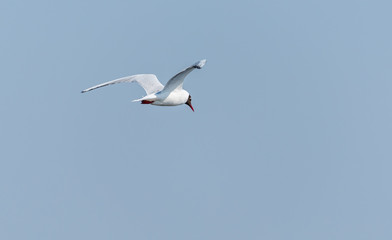 Fototapeta na wymiar Seagull Flying Over Grasslands in a Partly Cloudy Blue Sky