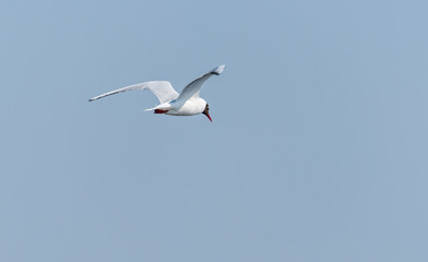Seagull Flying Over Grasslands in a Partly Cloudy Blue Sky