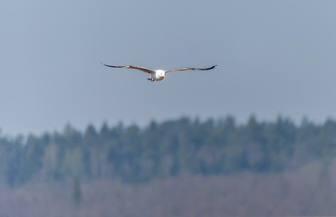 Seagull Flying Over Grasslands in a Partly Cloudy Blue Sky