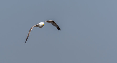 Seagull Flying Over Grasslands in a Partly Cloudy Blue Sky