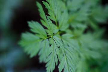 Fresh green grass. Bright spring background of natural greenery. Carved leaves of fresh shoots. Backdrop with copy space