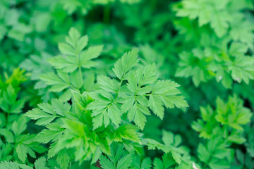 Fresh green grass. Bright spring background of natural greenery. Carved leaves of fresh shoots. Backdrop with copy space