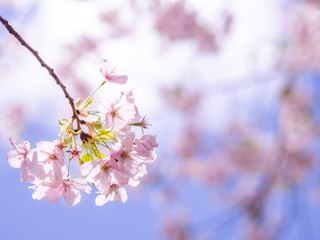 満開の桜をアップで