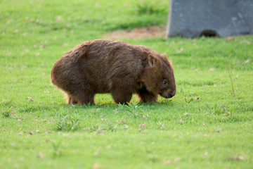 Wombat beim Grasen