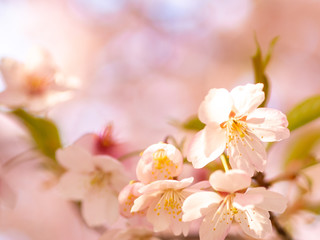 満開の桜の花びらをアップで