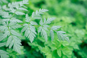 Fresh green grass. Bright spring background of natural greenery. Carved leaves of fresh shoots. Backdrop with copy space