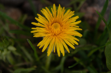 dandelion in grass