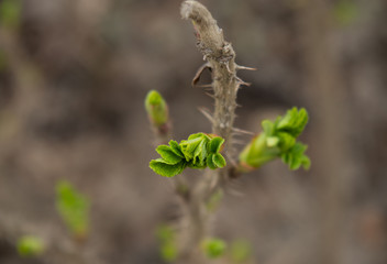 young rose leaves