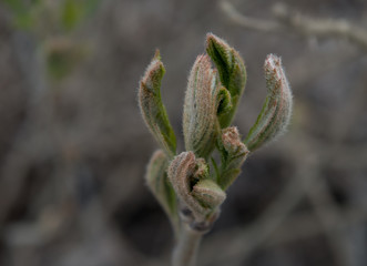 new born leaves