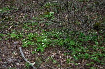 young blooming plants in the garden